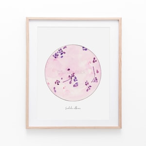 Candida albicans, microbiology, mycology, microbiology art, science, science art, biology, medical art, fungi, yeast art, art print, print image 2