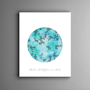 MRSA, Staphylococcus aureus, bacteria art, microbiology, microbiology art, microbes, science art, science, infectious disease, medical art