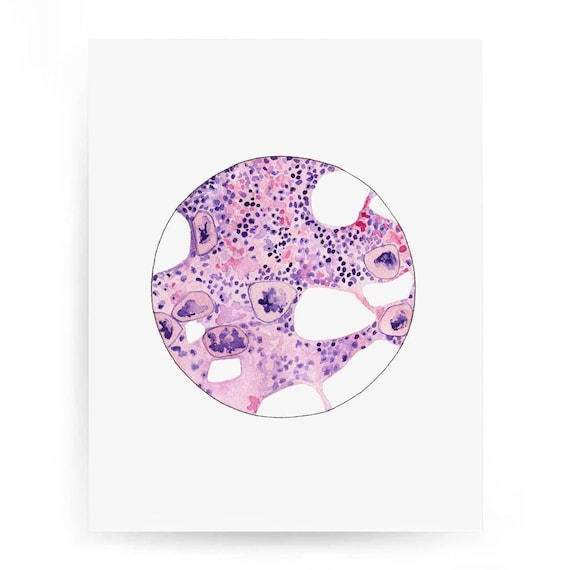 Bone Marrow 2, Histology, Science Print, Biology Art, Science, Laboratory, Science gift, medical illustration, cancer, microscope, art print