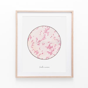 Serratia marcescens, microbiology, bacteria, microbiology art, science, science art, biology, nursing, medical art, microbes, bacteria art