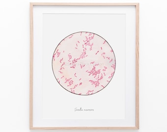 Serratia marcescens, microbiology, bacteria, microbiology art, science, science art, biology, nursing, medical art, microbes, bacteria art