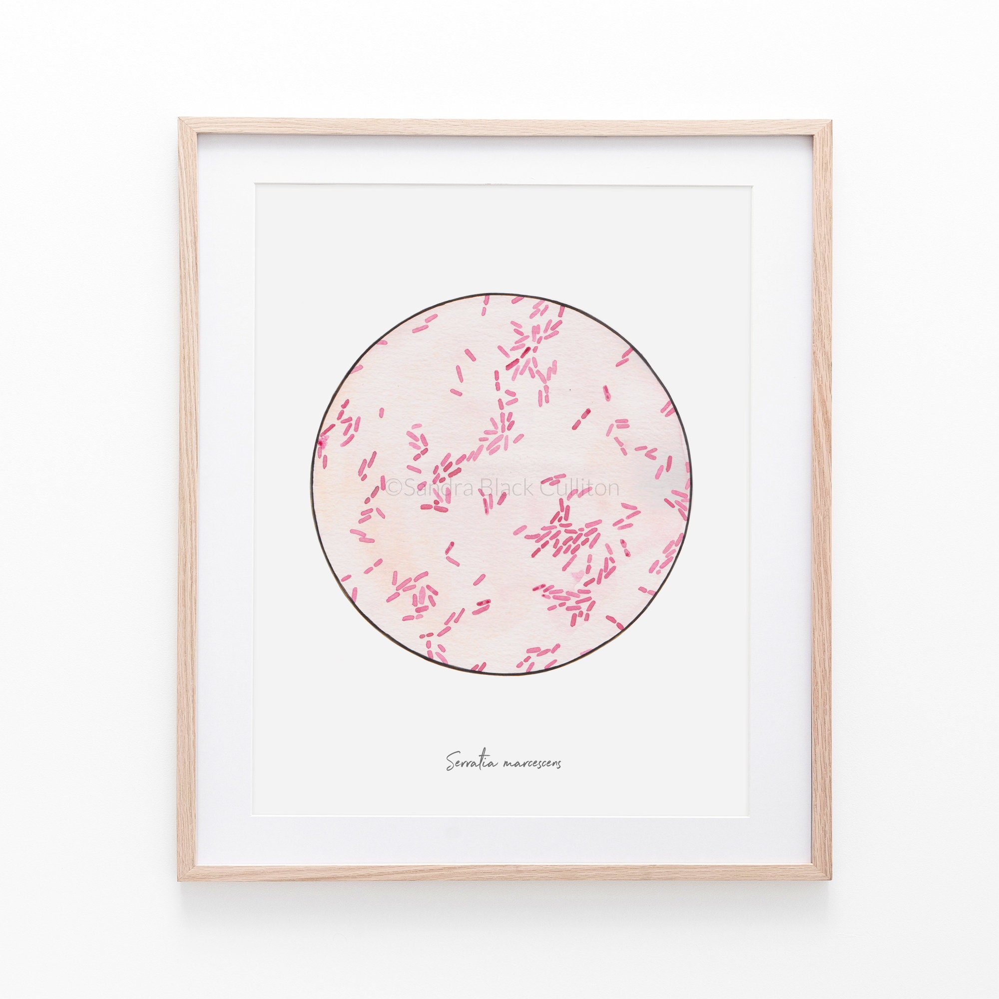 The Microscopic World Of S. Marcescens: A Stunning Visual Journey - lp1p1rh