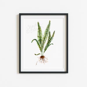 Fern, Watercolor Fern, Fern Print, Fern Illustration, botanical illustration, watercolor leaves, botanical print, watercolor print