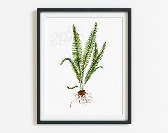 Paproć, Paproć akwarelowa, Wydruk paproci, Ilustracja paproci, Ilustracja botaniczna, Liście akwarelowe, Wydruk botaniczny, Wydruk akwarelowy
