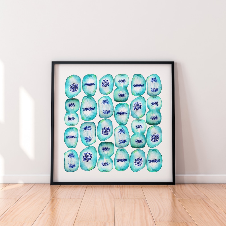 Mitosis, watercolor print, science, mitosis, biology art, science print, science art, watercolors, biology, geekery, sciart, cell biology image 3