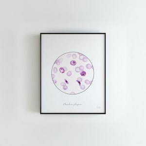 Plasmodium falciparum life cycle, malaria, science print, science art, microbiology, nurse gift, medical art, parasite, biology