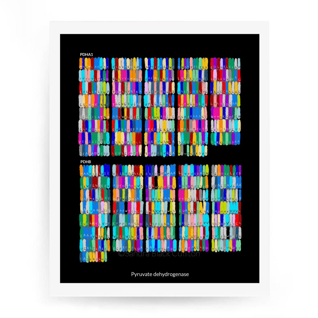 Pyruvate Dehydrogenase, amino acid sequence, biology art, art print, science, science art, science print, biology print, science gift, art