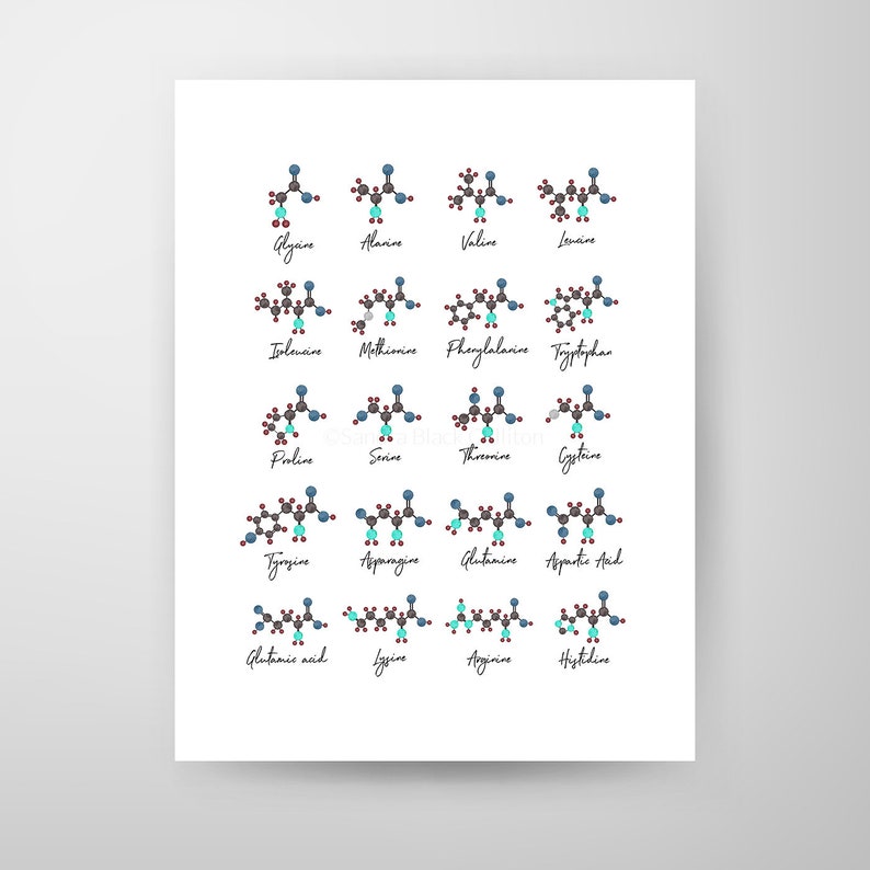 Aminozuren, chemiekunst, wetenschap, wetenschapskunst, wetenschapsprint, biologiekunst, aquarelprint, wetenschapsprint, molecuul, biologieprint afbeelding 2