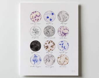 Fungi Collection, Science, science art, mycology, microbiology, biology art, science print, teacher gift, fungus, mold, microscope