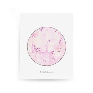 Acinetobacter baumannii, Science Print, Art Print, Microbiology, Microbes, Bacteria Art, Bacteria, Science Art, Bacteria Print, Bacterium