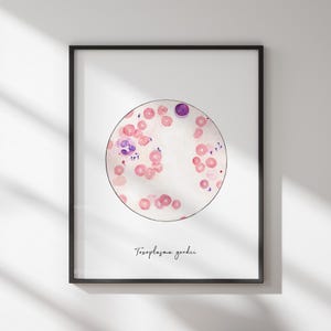 Toxoplasma gondii, microbiology, microbiology art, microbes, science art, sciart, parasite, protozoa, science decor, gift ideas, diseases