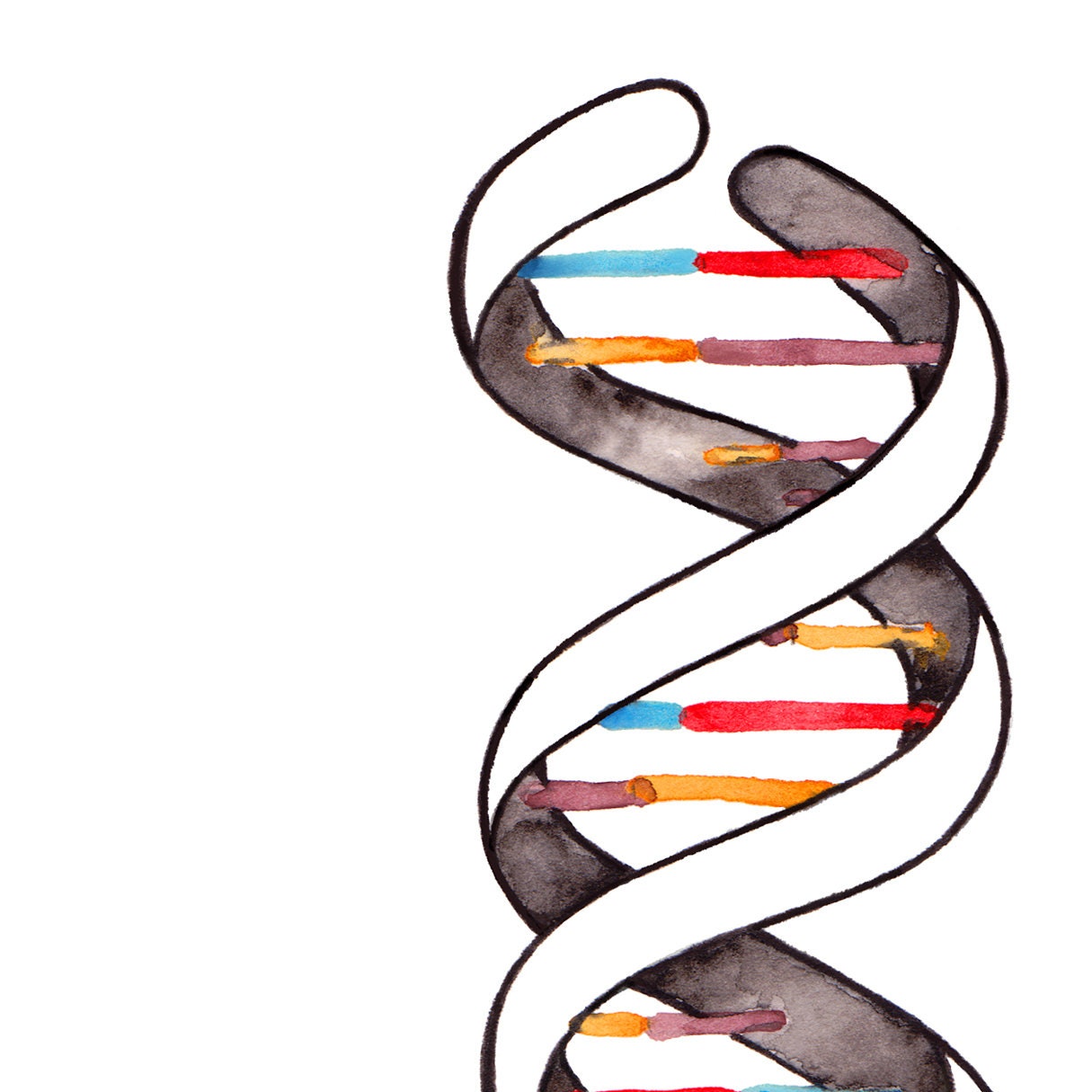 DNA Double Helix Biology Art Dna Art Dna Print Science - Etsy Israel DNA Double Helix Biology Art Dna Art Dna Print Science - Etsy Israel