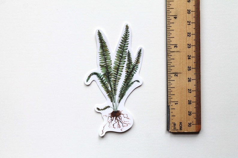 Fern Sticker, Fern, Fern art, Plant Sticker, Botany, Vinyl Sticker, Cool Stickers, Laptop Sticker, Phone Sticker, Leaf Sticker, vinyl image 1