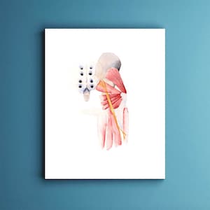 Könnte beinhalten: Eine Aquarell-Illustration eines menschlichen Anatomie-Diagramms, das die Muskeln und Nerven des unteren Rückens und der Hüfte zeigt. Die Illustration ist in Rot-, Gelb- und Weißtönen gehalten.