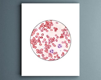 Blood Smear 2, Science art, biology art, science gift, red blood cell, laboratory,  cells,  blood, watercolor print, science print, med tech