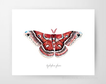 Hyalophora gloveri, silkmoth, moth art, moth print, science art, butterfly art, butterfly print, watercolor moth, watercolor butterfly