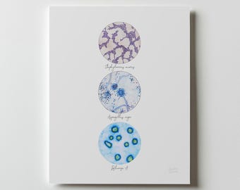 StaphAsperFlu, Micro Collection 3, Print, Art Print, Microbiology, Microbes, Bacteria Art, Bacteria, Science Art, Bacteria Print, Bacterium