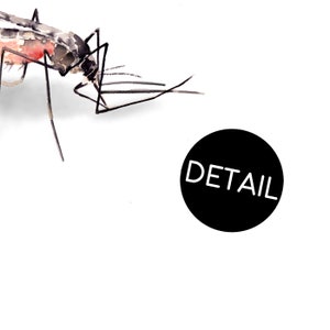 May include: A black and white watercolor painting of a mosquito with the word "DETAIL" in a black circle.