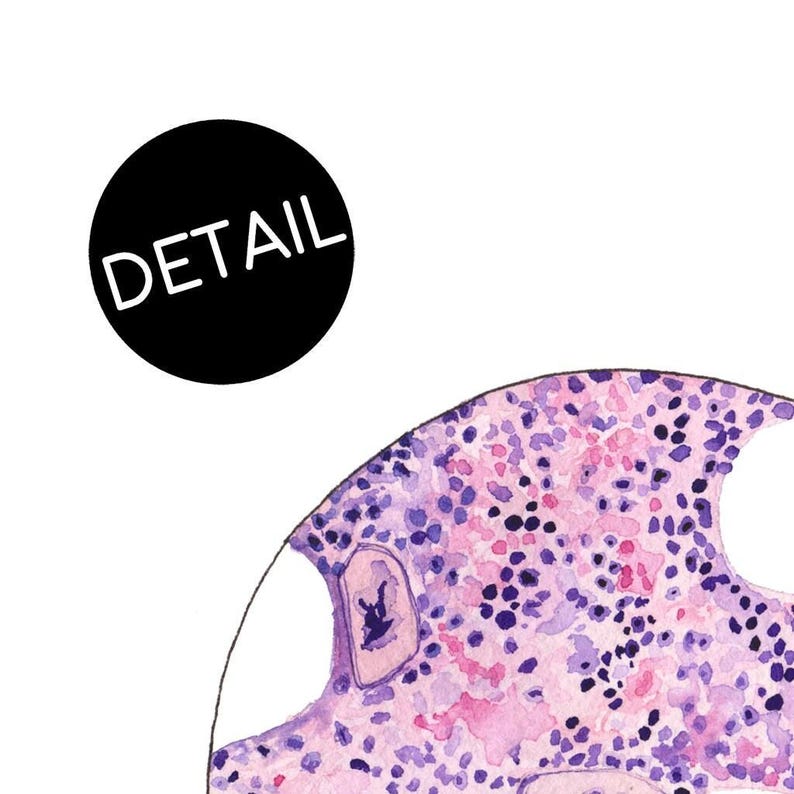 K&ouml;nnte beinhalten: Eine Nahaufnahme einer Aquarell-Illustration einer lila und rosa Zelle mit einem wei&szlig;en Kern. Die Zelle ist von einem dunkelvioletten Rand umgeben.