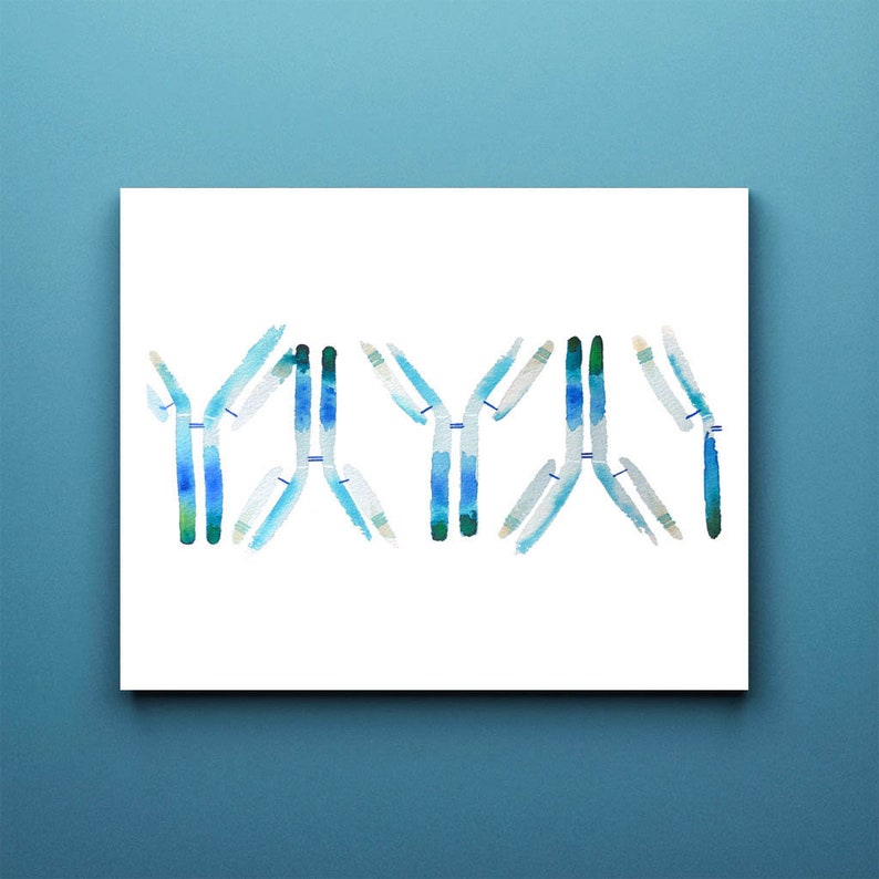 IgG, Antibody, antibodies, immunology, science art, antibody print, biology art, science art, watercolor print, science print, medicine image 1