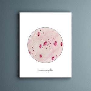 Neisseria, Science Art, science print, Bacteria, Watercolor print, microbiology, microbes, bacteria art, science art, biology, bacteria art