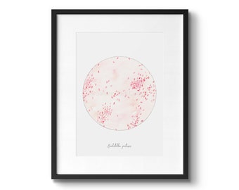 Bordetella pertussis, infectious disease, Bacteria, Bacteria print, microbiology, science, science art, sciart, biology, microbes, medical