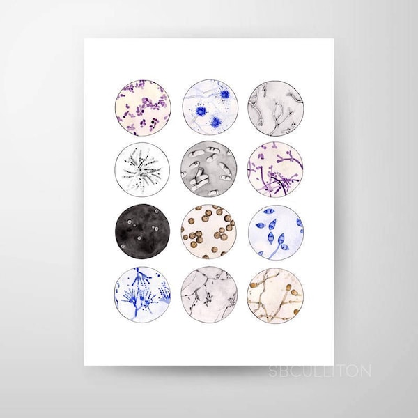 Fungi Collection, Science, science art, mycology, microbiology, biology art, science print, teacher gift, fungus, mold, microscope