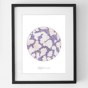 Staphylococcus aureus, Bacteria art, bacteria, science art, science, microbiology, geekery, watercolor print, print, biology art, art print