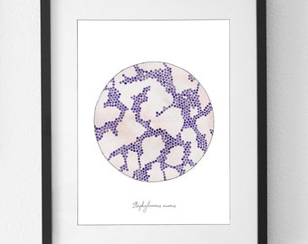 May include: A watercolor illustration of a purple cluster of Staphylococcus aureus bacteria. The bacteria are arranged in a circular pattern on a white background. The text "Staphylococcus aureus" is written below the bacteria.