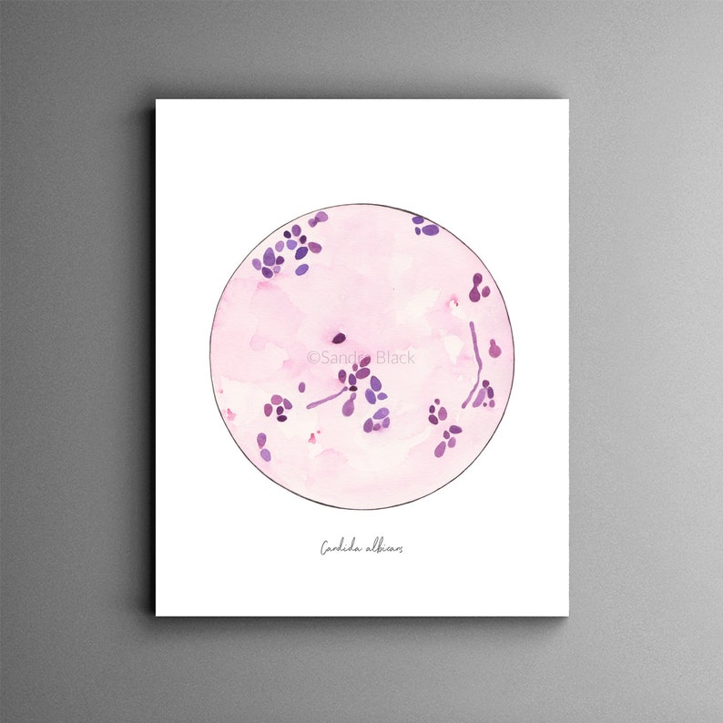 Candida albicans, microbiology, mycology, microbiology art, science, science art, biology, medical art, fungi, yeast art, art print, print image 1