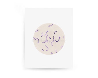 Streptococcus 1, bacteria, bacteria art, science art, biology art, geekery art, biology, science, watercolor print, medical art