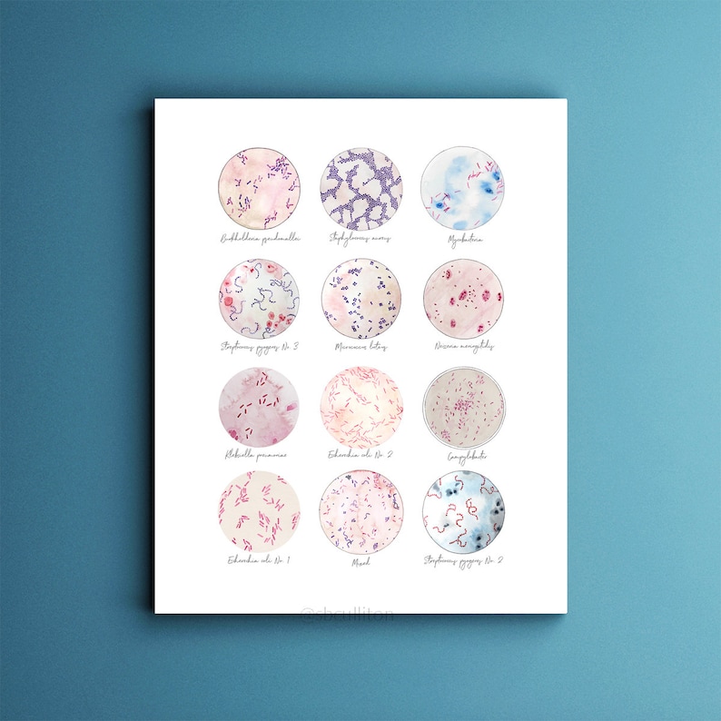 Microbe Collection, Bacteria, Bacteria Art, Science, Science art, microbiology, biology art, watercolor print, science decor, science gift, image 1