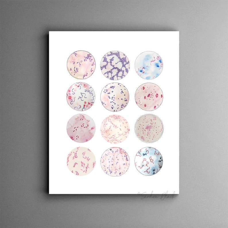 Microbe Collection, Bacteria, Bacteria Art, Science, Science art, microbiology, biology art, watercolor print, science decor, science gift, image 3