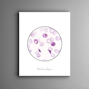 Plasmodium falciparum life cycle, malaria, science print, science art, microbiology, nurse gift, medical art, parasite, biology