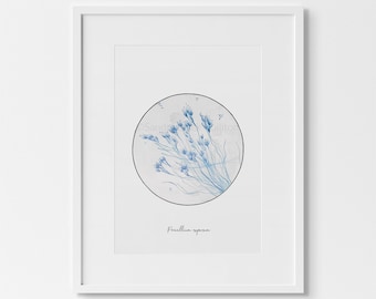 Penicillium expansum: Mold Art Print Mycology Microbiology Science