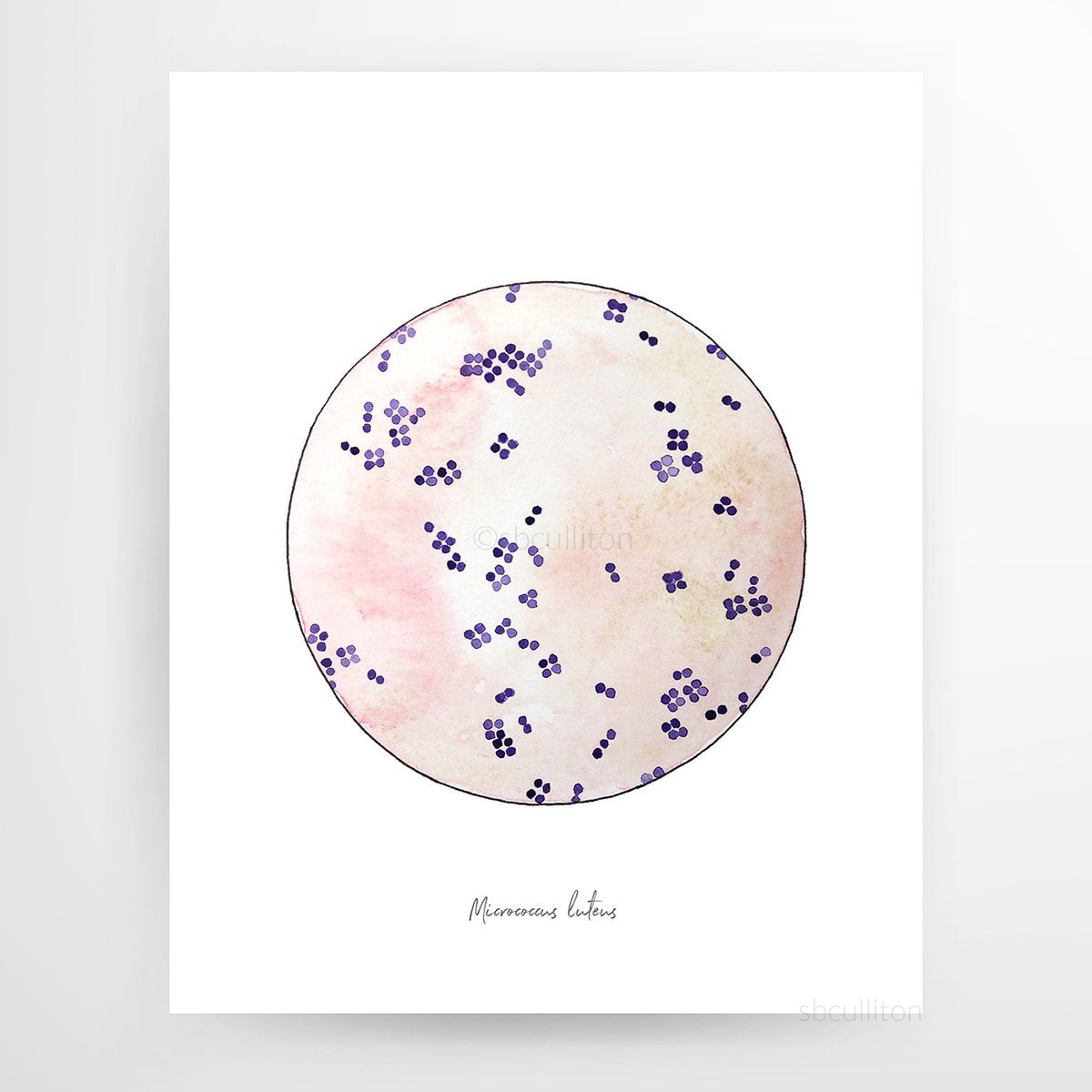 micrococcus luteus gram stain