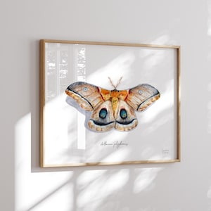 May include: A watercolor painting of a brown and orange moth with blue eyes. The moth is spread out with its wings open. The text "Attacus polyphemus" is written below the moth.