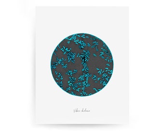 Vibrio cholerae 2, bacteria art, microbiology, microbiology art, microbes, science art, science, infectious disease, medical art, nursing