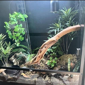 May include: A glass reptile terrarium enclosure featuring a black frame, a large piece of driftwood extending diagonally across the centre, various artificial green plants, a dark substrate floor, and a mounted overhead heating lamp.