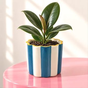 May include: A rubber plant with dark green, glossy, oval-shaped leaves potted in a ceramic planter. The planter features a scalloped rim, vertical blue and white stripes, and a thin yellow accent line along the top edge of the rim.