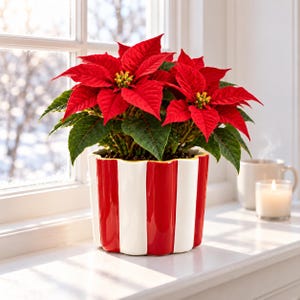 May include: A vibrant red poinsettia plant with deep green leaves potted in a ceramic container featuring vertical red and white stripes and a scalloped top edge. The plant is displayed in a bright, sunlit indoor setting.