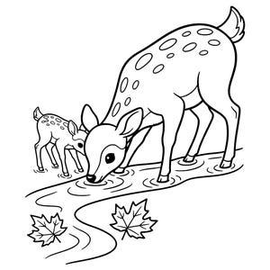 May include: A black and white line art illustration of an adult deer and a fawn standing in a stream. The adult deer is drinking from the water, creating ripples. Two maple leaves are positioned near the bottom of the flowing stream.