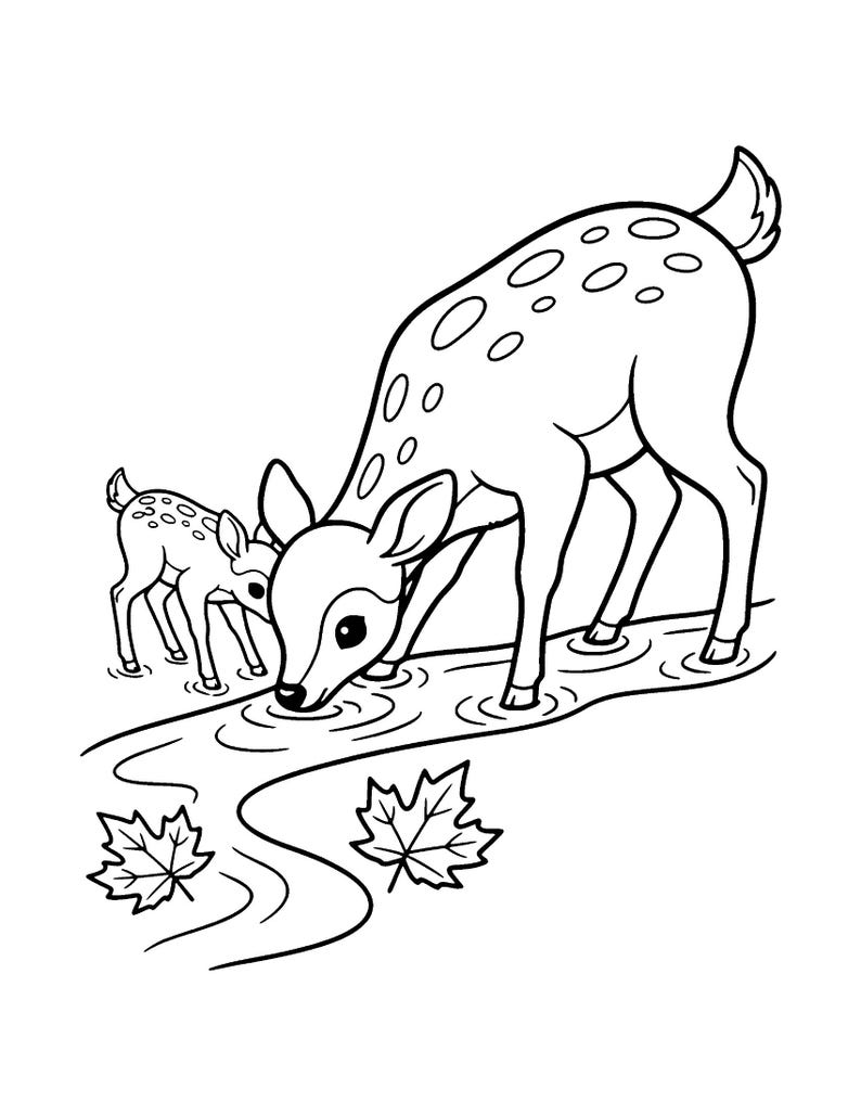 May include: A black and white line art illustration of an adult deer and a fawn standing in a stream. The adult deer is drinking from the water, creating ripples. Two maple leaves are positioned near the bottom of the flowing stream.