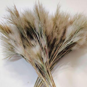 May include: A bundle of dried ornamental grass stems featuring fluffy, cream-colored plumes with subtle hints of light brown and green. The slender, rigid stalks are gathered at the base, fanning out into a dense, textured arrangement.