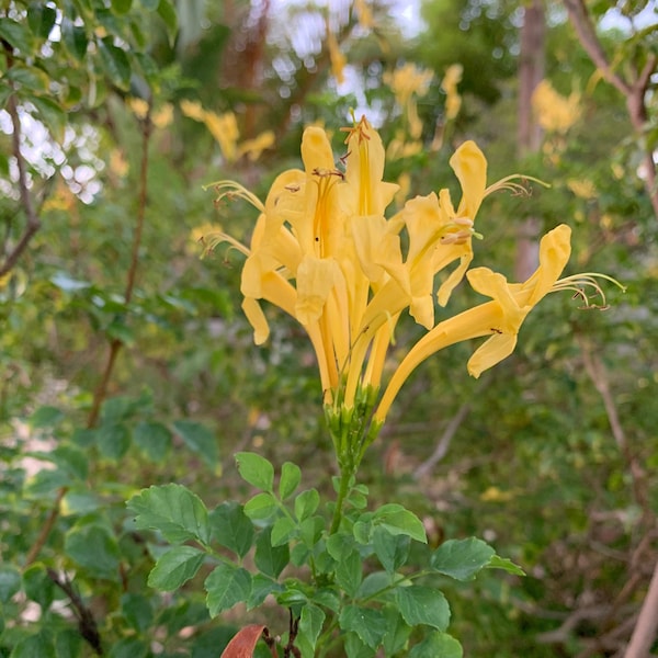 Tecomaria capensis "Aurea" Yellow aka Cape Honeysuckle