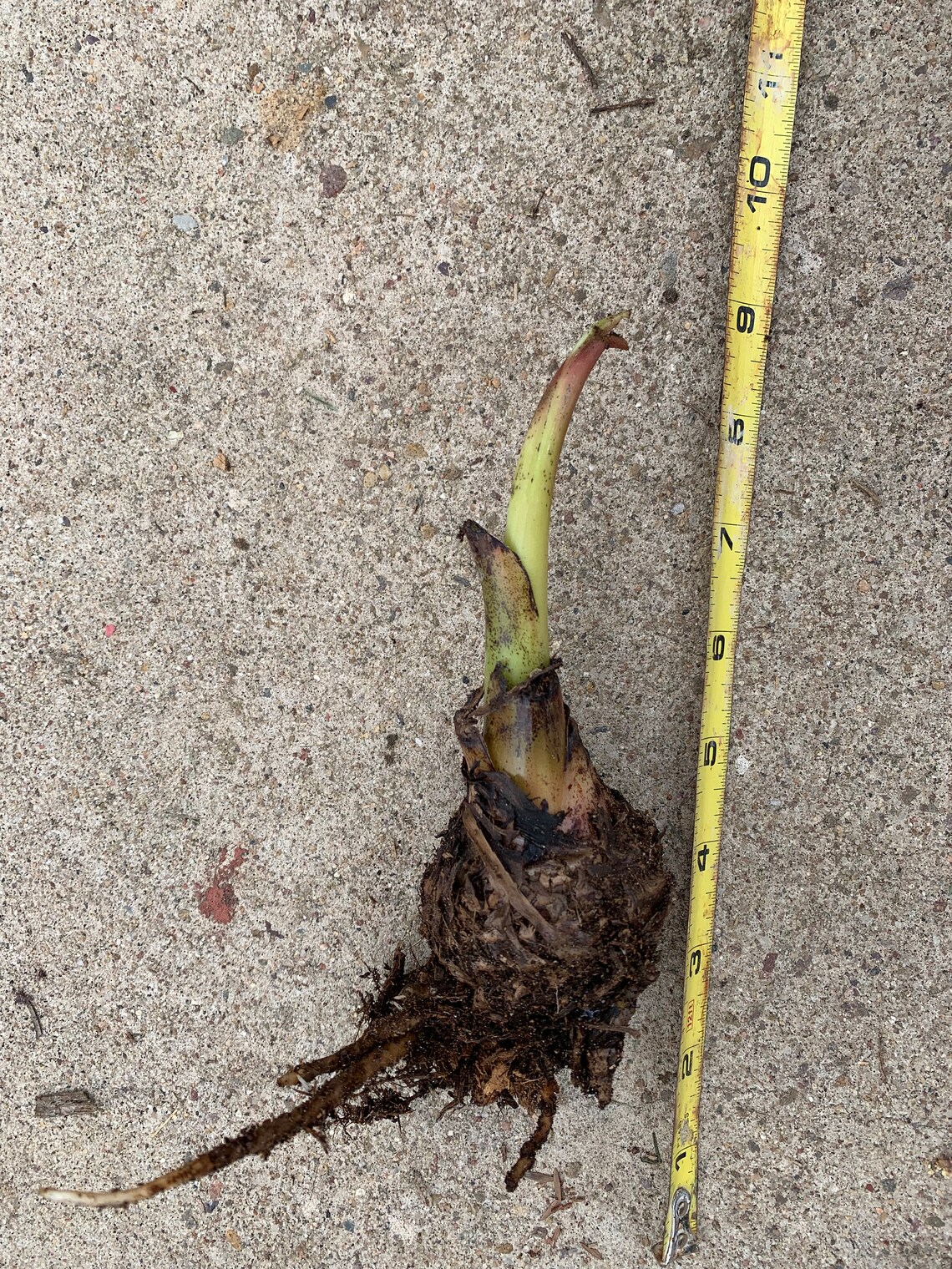 Banana Plant Pup 'ice Cream' Variety Etsy