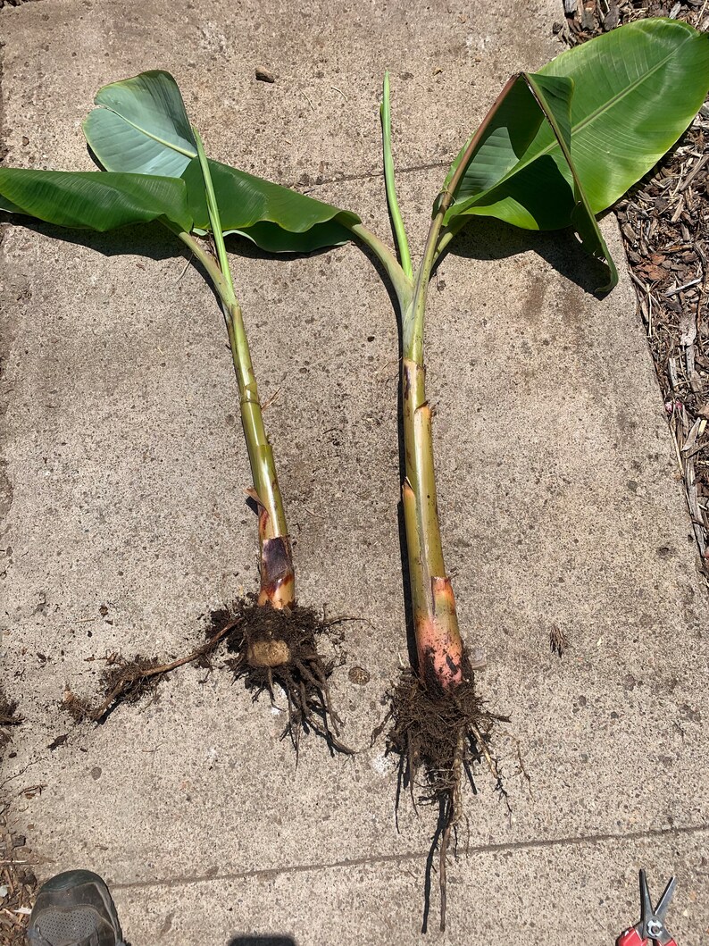 Banana Plant Pup 'ice Cream' Variety Etsy