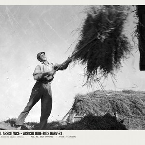 May include: A black and white photograph titled TECHNICAL ASSISTANCE - AGRICULTURE: RICE HARVEST. It depicts a worker in a cap and work clothes using a long-handled tool to toss a large bundle of harvested rice into the air near a stack.