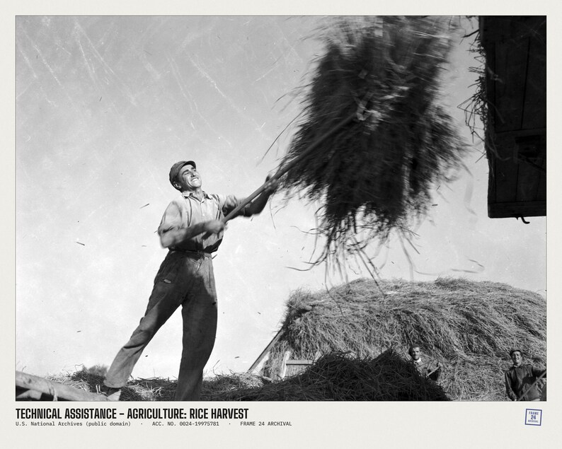 May include: A black and white photograph titled TECHNICAL ASSISTANCE - AGRICULTURE: RICE HARVEST. It depicts a worker in a cap and work clothes using a long-handled tool to toss a large bundle of harvested rice into the air near a stack.