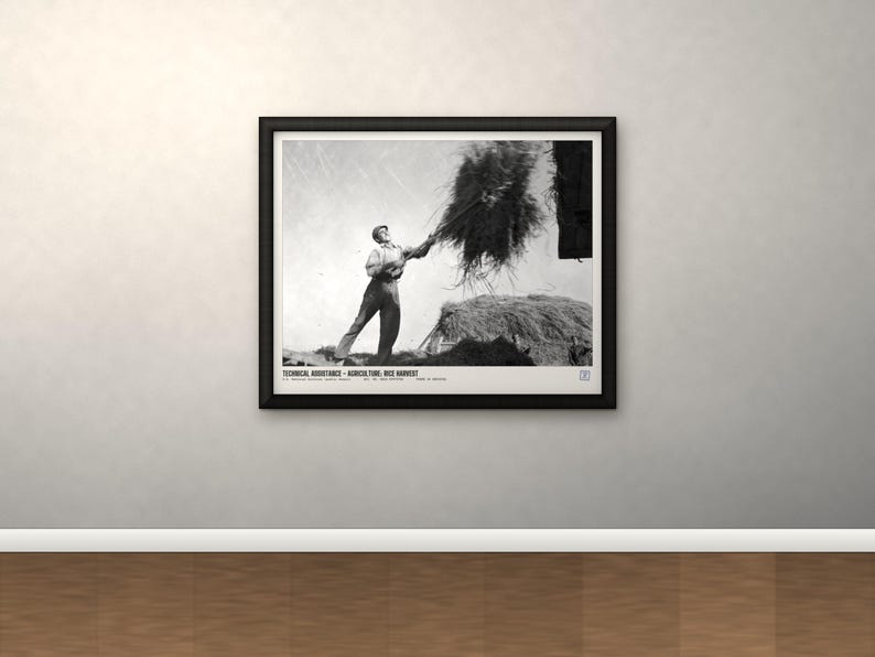 May include: A black and white framed photograph depicting a person using a pitchfork to toss harvested rice. The text at the bottom reads: TECHNICAL ASSISTANCE - AGRICULTURE: RICE HARVEST. The print is enclosed in a simple black rectangular frame.